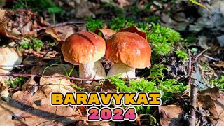 BARAVYKŲ KARŠTINĖ PRASIDĖJO!!! Grybavymo sezonas 2024 atidarytas! Baravykai