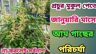 জানুয়ারি মাসে আম গাছের পরিচর্যা। কিভাবে খাবার দেবেন কি কি সার প্রয়োগ করবেন।