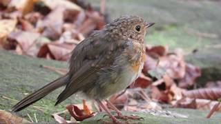 417. Červenka obecná, Erithacus rubecula, European Robin, Rotkehlchen