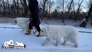 立ち止まらずよそ見せず、黙々とお利口に歩くルンルンです　Great Pyrenees　グレートピレニーズ