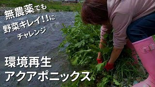 【田舎暮らし】無農薬でアクアポニックス！ 野菜作りをローコストで楽しむ「おもてなし作戦」【環境再生／aquaponics】