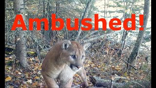 Ambushed by a Mountain Lion