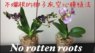 蘭花-不爛根的椰子衣空心種植法非常成功👍 A easy way growing orchid in Sphagnum moss