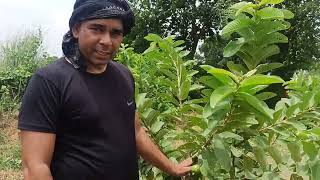 #Taiwan Pink Guava farming #guava #pinkguava #Amrud ki kheti #1year old plants #bestfarming