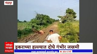 Chandrapur : चंद्रपुरात रानडुकराचा शेतकऱ्यांवर हल्ला, चिमूर तालुक्यातली घटना