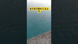 タチウオ釣れてます🐟#ショート #ショート動画 #高知 #高知釣り #fish #fishing #ルアー #魚 #魚釣り #釣り #shorts#short #釣果 #タチウオ