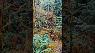 Hiking Canadian Rain Forest in Goldstream Provincial Park on Vancouver Island #travel #2025 #hiking