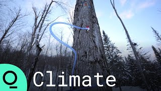 Maple Syrup’s $1.5 Billion Industry Splinters as Winters Get Warmer