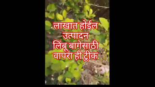 वेळी च करा लिंबू बागेची फुलधारणा #live #viralvideo #शेतकरी #agriculture #you tubebest short#facts