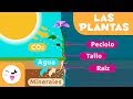 Las partes de la planta y la fotosíntesis - Ciencias naturales para niños