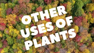 Other uses of plants | Uses of plants for kids | Uses of plants - part 2 | Different uses of plants