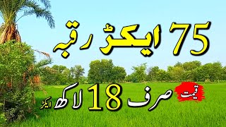 75 Acre Agritulture Land for sale in Punjab Pakistan | Zameen for sale | Ep 79