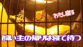 飼い主が居ない間は寝て待つデグーｗ【デグー成長日記】