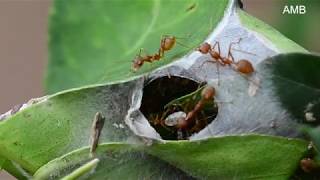 Weaving of Weaver Ants