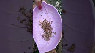 how to grow Neela gorinta plant seeds propagation#short