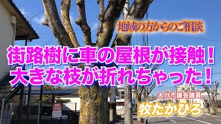 地域の方からご相談、街路樹に車の屋根が接触！大きな枝が折れちゃった！