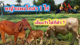 หญ้าแพงโกล่า 1 ไร่ ใช้เลี้ยงวัวได้กี่ตัว ?