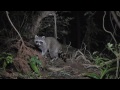 里山の野生動物たち