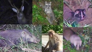 里山の野生動物たち