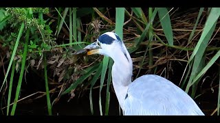 アオサギ３ザリガニ獲り調布地区 2024 07 30 #アオサギ #野鳥 #birds #wildlife #nature #自然観察ぶらり散歩