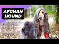 Afghan Hound 🐶 One Of The Most Expensive Dog Breeds In The World #shorts