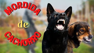 MORDIDA DE CACHORRO - Saiba o que fazer com o ferimento