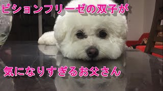 ビションフリーゼの双子が気になりすぎるお父さん犬　Bichon Frise 비숑 프리제