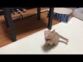 もう少しで逆上がりしそうな子猫　　 kitten is about to play on the bar