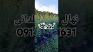 نهال سرو گلدانی،نهالستان تک فیدان #agriculture