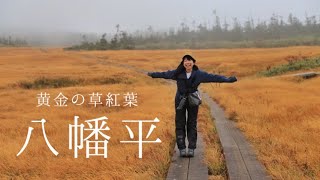 【黄金の草紅葉　八幡平】夢の！東北紅葉巡り11日間の旅1日目