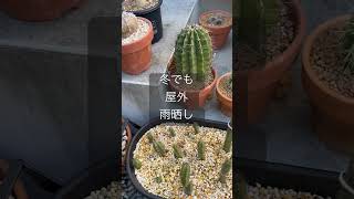 【屋外放置サボテン】 #plants #観葉植物 #cactusvarieties #植物 #houseplants #cactus #cactusmania #サボテン