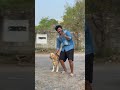 subscribe for more videos like this goldenritriever doglover puppies