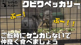 ご飯時の大ケンカ、仲良くご飯食べてよ　クビワペッカリー　上野動物園 2022/5/15 Collared peccary UENO ZOO IN TOKYO