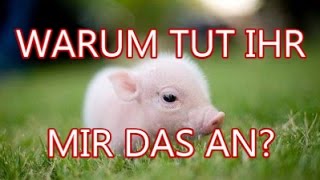 Das Leid der Schweine - Aus den Augen eines Schweins