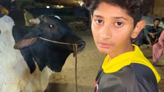 Cow Ka Soda Bangya?🥹Mandi Vlog