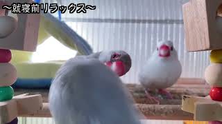 文鳥飼育日記シーズン2第550回目