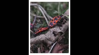 European firebug #insect #nature #bugs