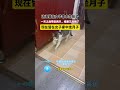 新闻 日常 搞笑 猫咪迷惑行为 坐月子