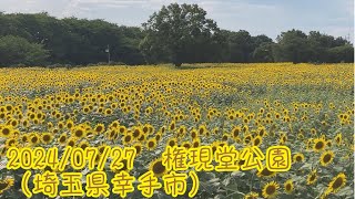 2024/07/27　権現堂公園ひまわり（埼玉県幸手市）