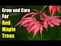 How to Grow and Care for Red Maple Trees