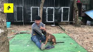 Police dogK9 Belgian Malinois training’s របៀបបង្រៀនឆ្កែពូជម៉ាលីណយ #https://t.me/Malinoiskh