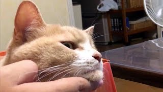 しゃくれ猫だいず【猫日記こむぎ＆だいず】2018 08 25