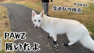 【ホワイトシェパード】れおの毎日１３７　雪遊びの用意でPAWZ履くよ。靴より履きやすかった！！