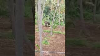 Wild elephant in vadakarai