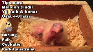 Tips cara meloloh cindil / anakan burung falk cockatiels parkit australia