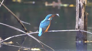 自然環境保全センター 自然観察園のカワセミ（雌）その１１（4K60P動画）