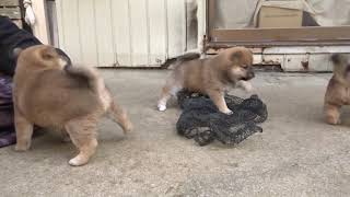 尻尾フリフリ楽しそうに動くようになった生後1か月の柴犬子犬