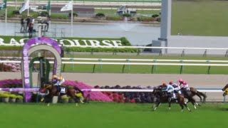 【現地】2024 G1 天皇賞 春 テーオーロイヤル 菱田 裕二【京都競馬場】