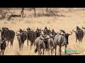 kgalagadi winter part 10 polentswa to two rivers and home