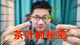 为什么喝茶，有时提神醒脑，有时却越喝越困？